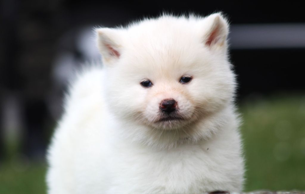 Domaine D'Urahara - Akita - Portée née le 17/02/2023